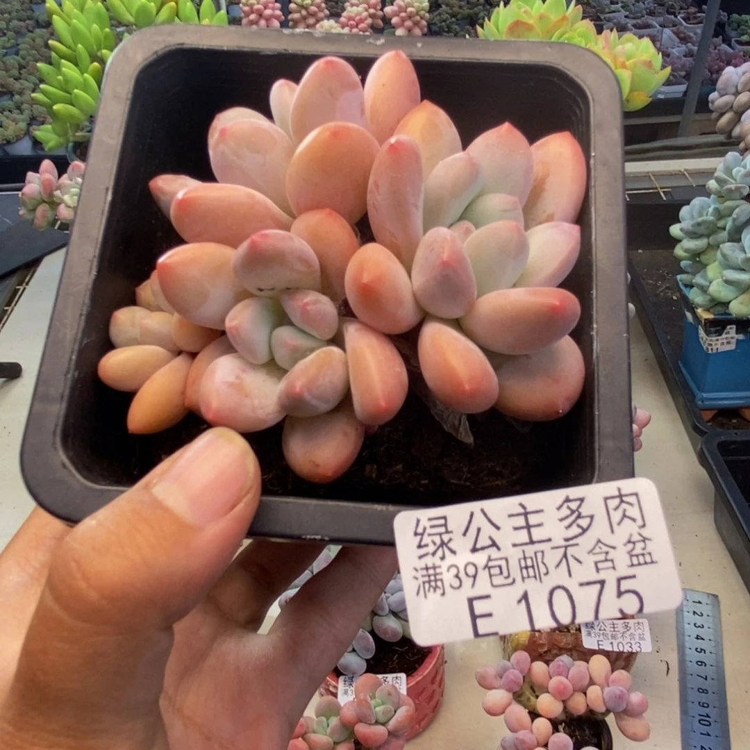 075丸叶香水多肉8c m