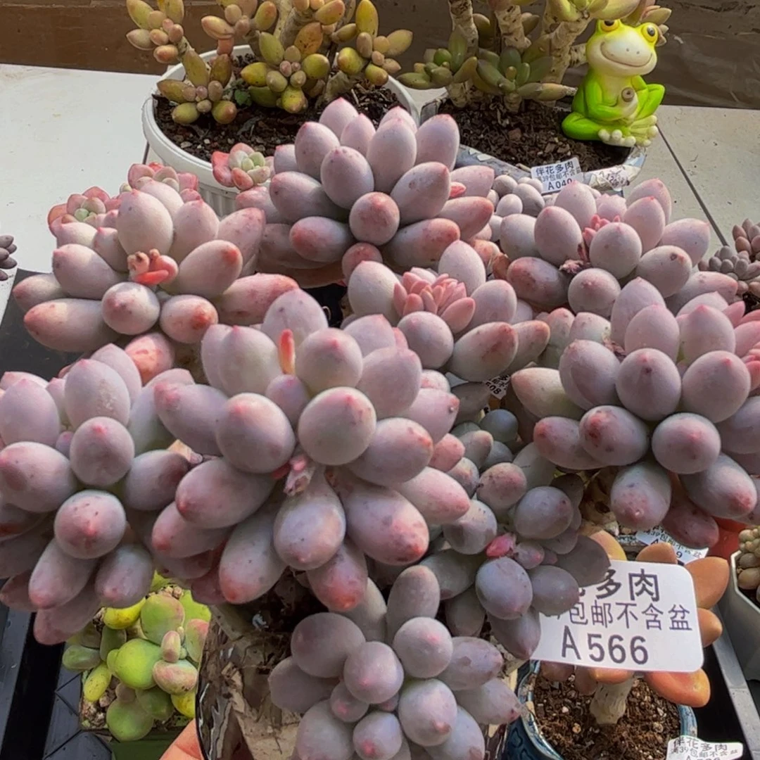 566/12cm手指奶多肉植物