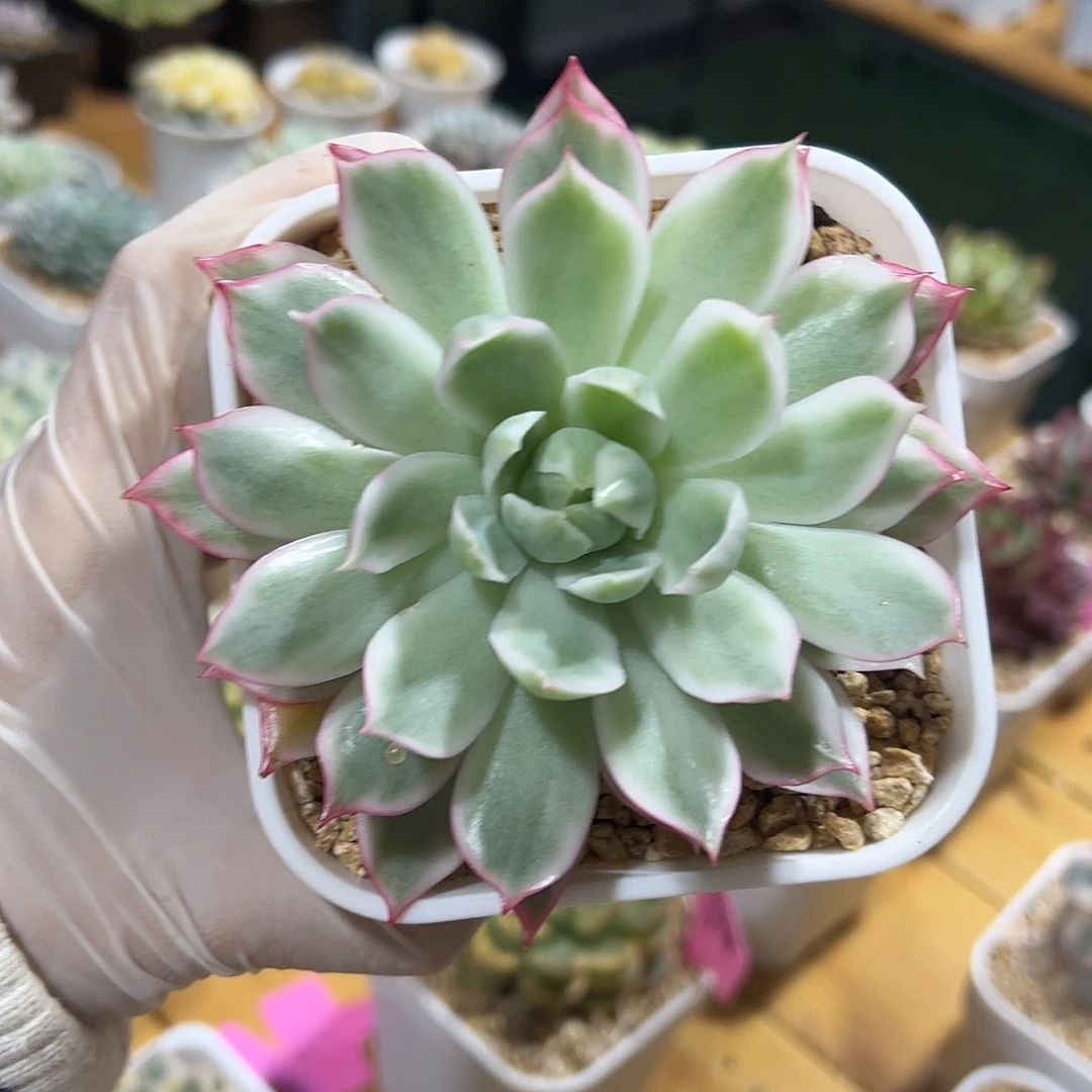 宝莲灯白锦 婕宝一物一拍