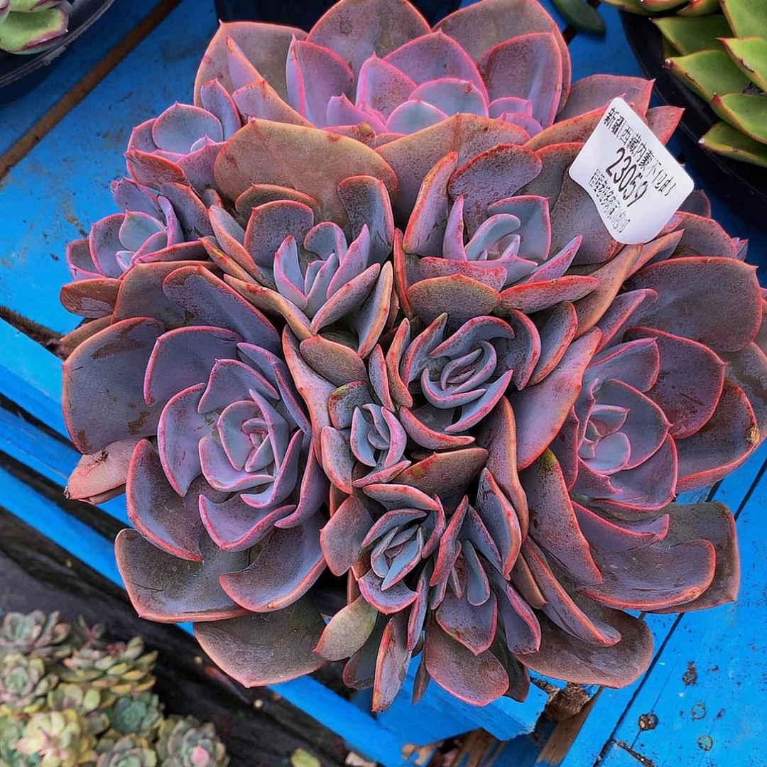 丽***行尘埃23059多肉多肉