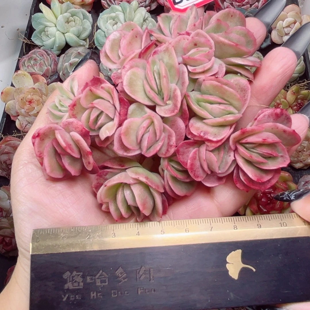 E322一物一拍 冰玫瑰锦