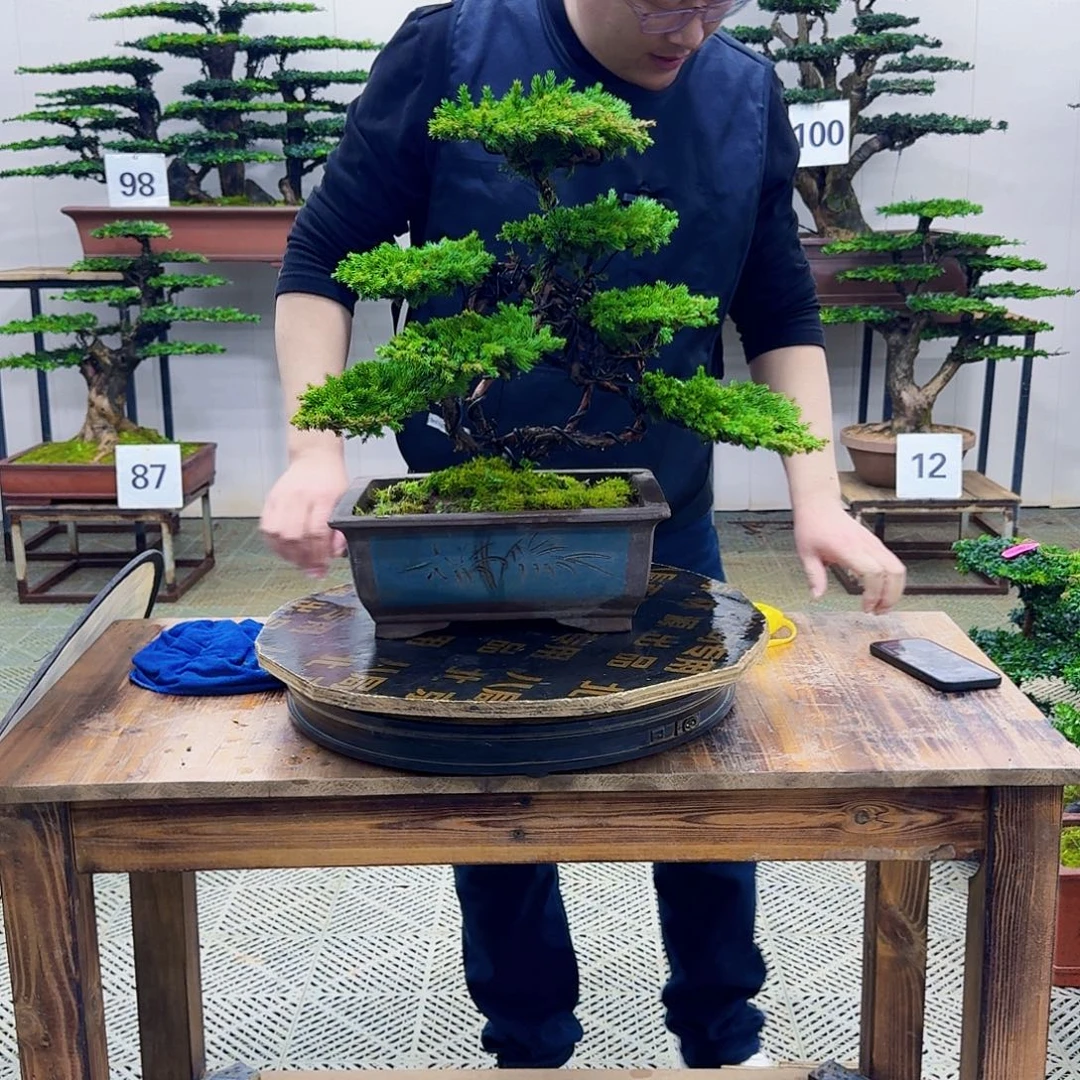 无花朵柏树造型盆景