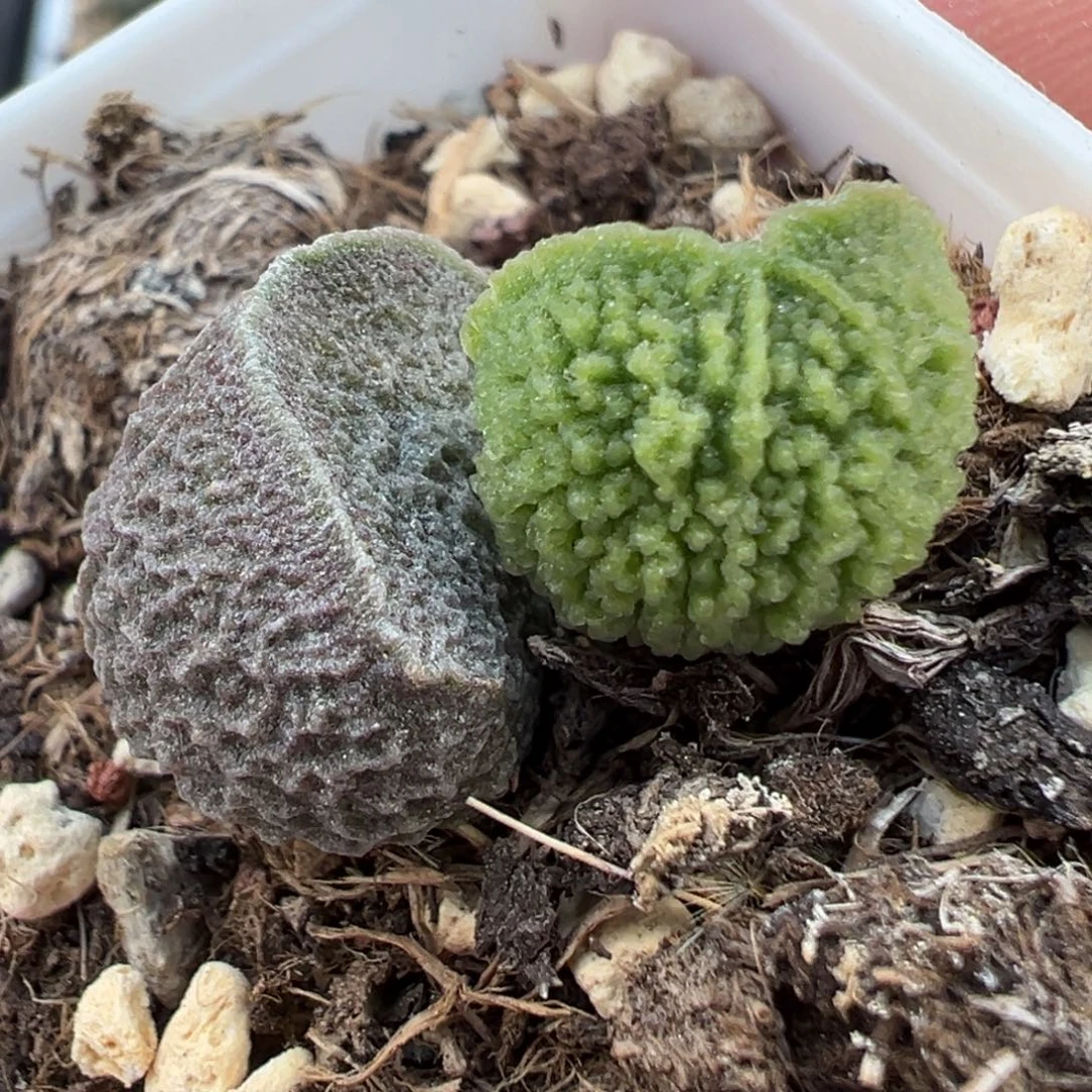 脑纹款新品多肉植物水泡多肉植物