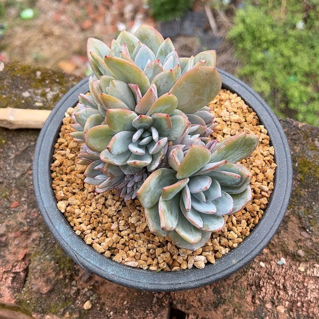 【闪购商品】?**丫奶茶缀