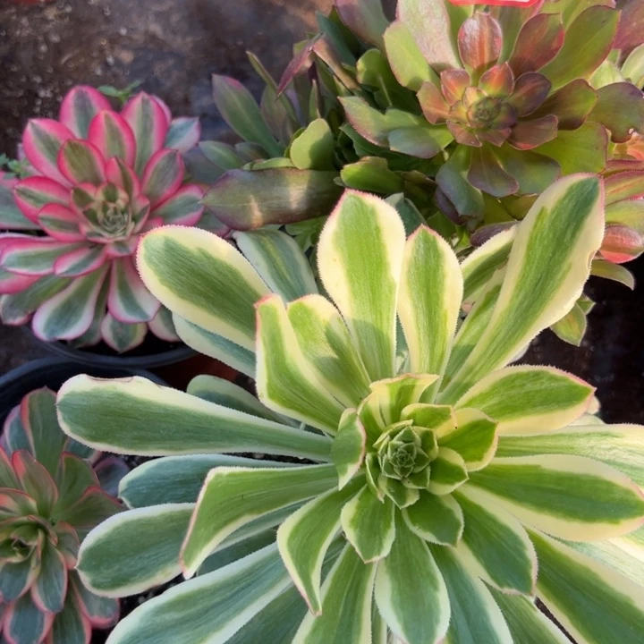 多肉植物407不售后