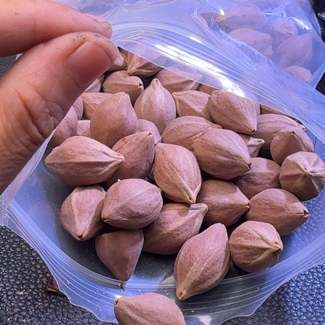 橙***店手串/手链橄榄核1