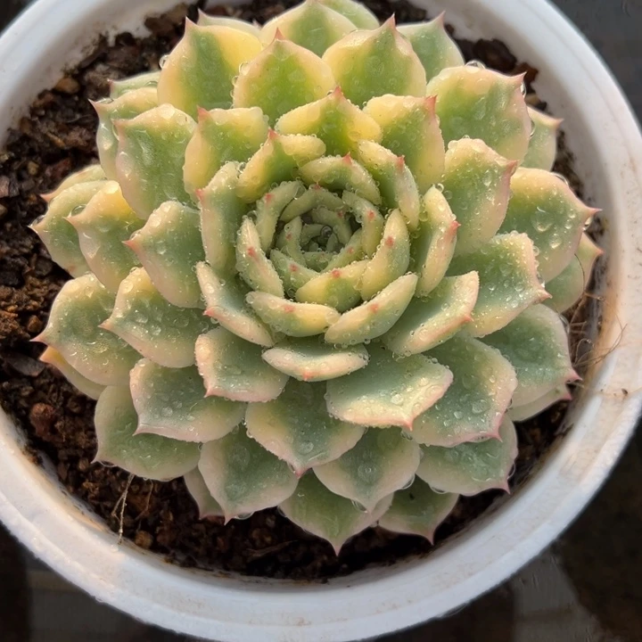 爱丽卡锦 多肉植物