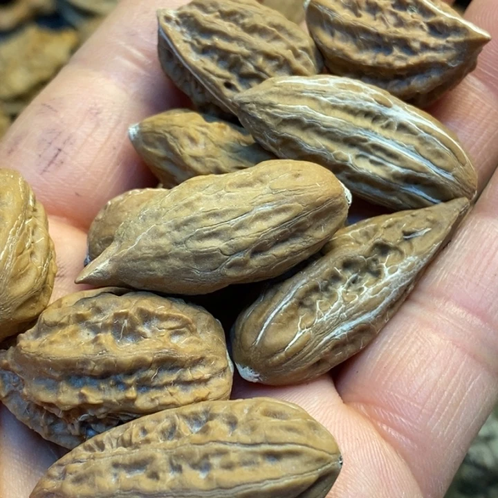 桃核吊坠娜姐真的203