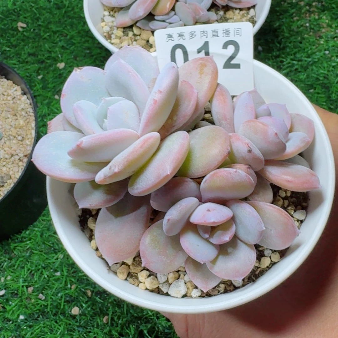 韩版奶茶            精美多肉植物