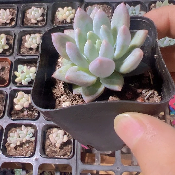 车厘子精品多肉植物