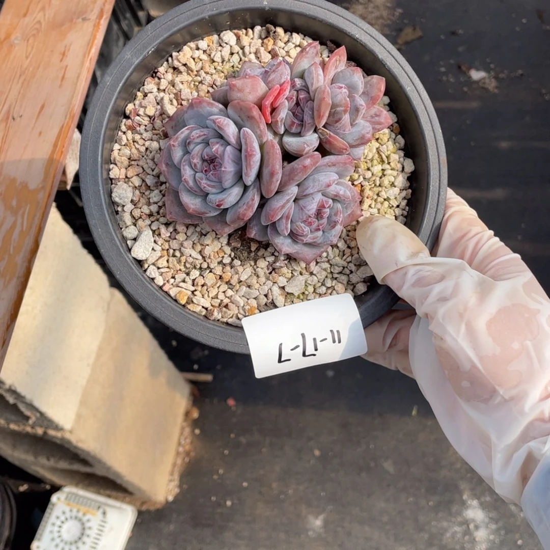 11-17-7静好多肉园艺