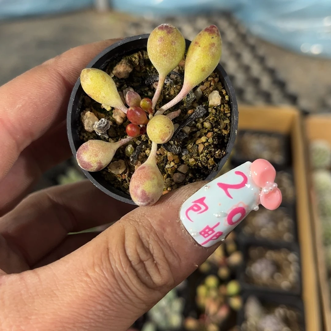 鼓锤单头发货有根