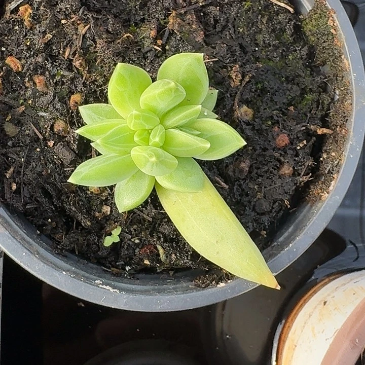 E****鹏032多肉植物