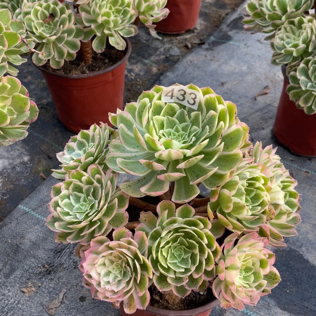 孔雀翎多肉植物老桩