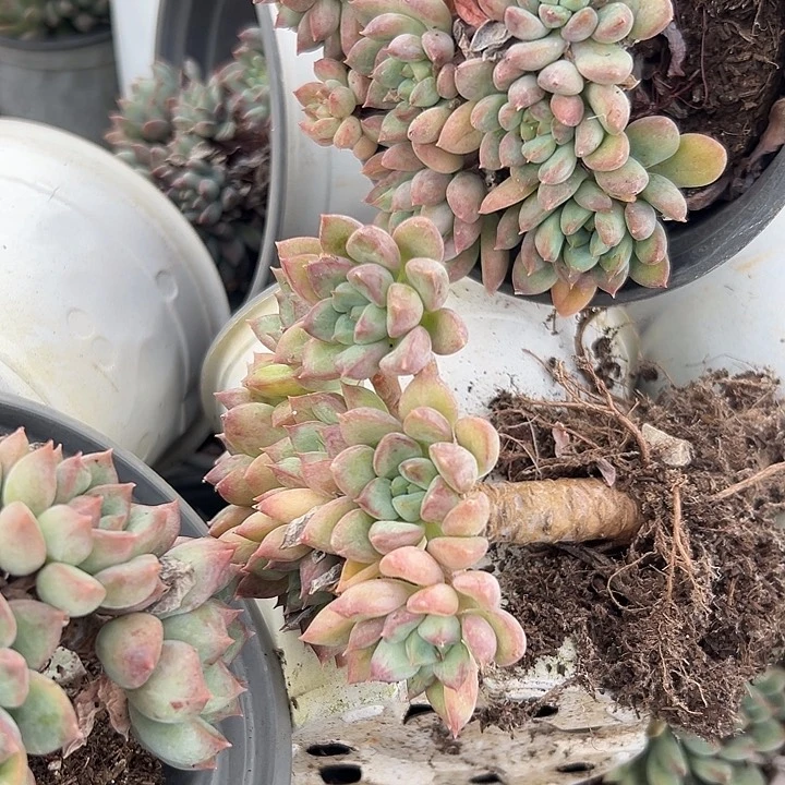 二代虞。