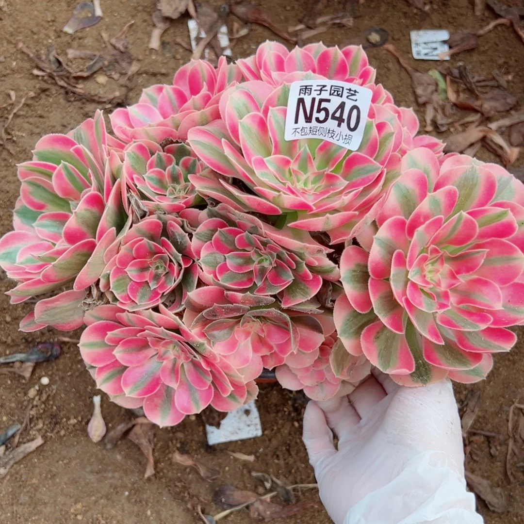 540粉女巫尺寸20左右