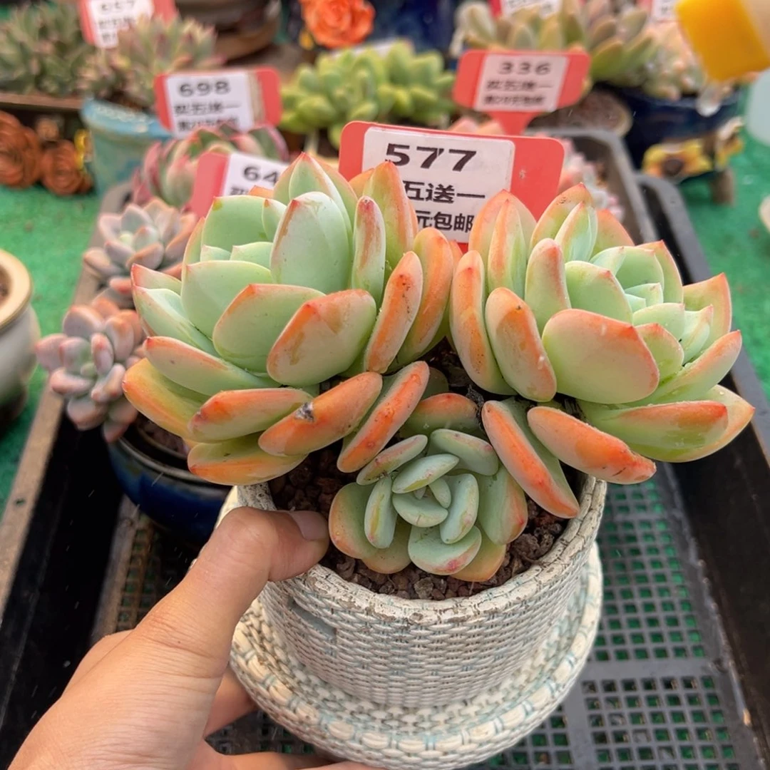 表妹精品多肉植物577.