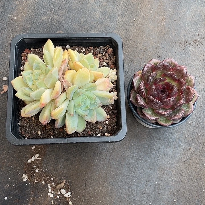 下拨福利两个随机