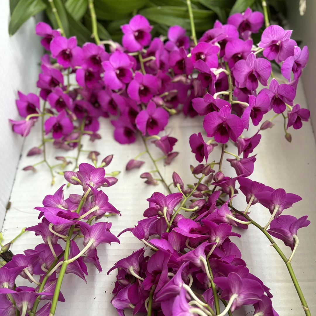 红艳艳石斛兰 石斛好养花期长 云南鲜花绿植