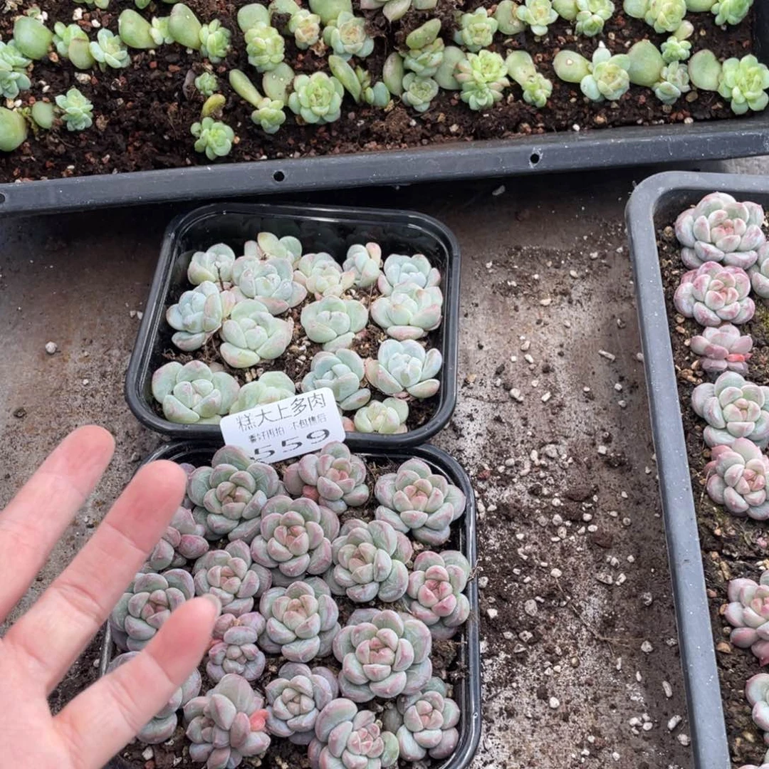 糕大上多肉植物559