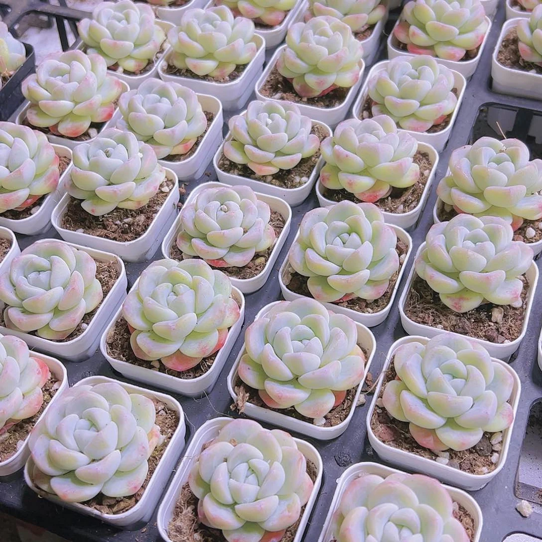 单头白冰19包邮多肉