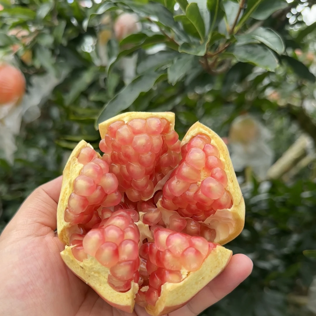 正宗云南蒙自甜石榴硬籽石榴，老树观颜石榴，新鲜应季石榴现摘现发