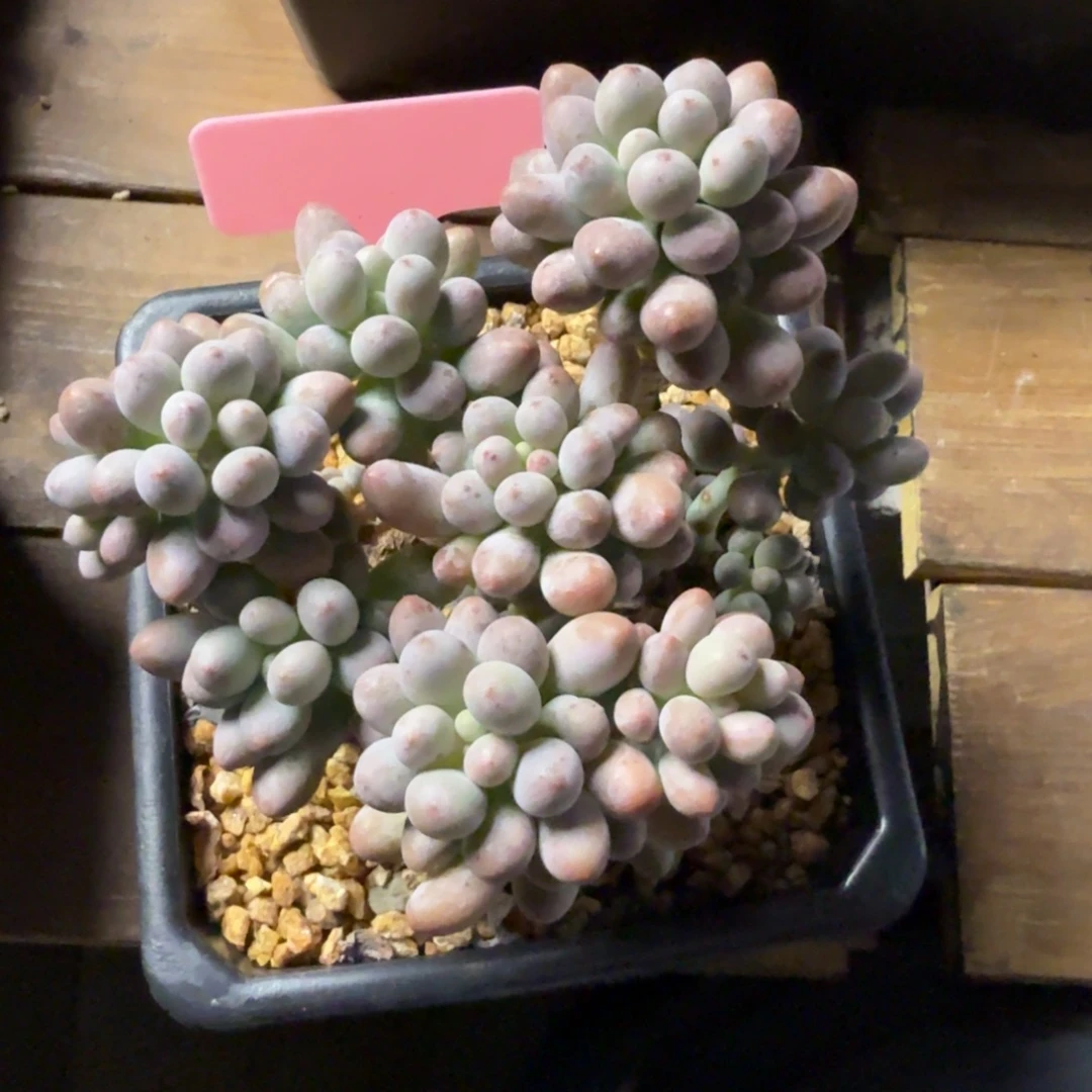 精品桃花奶11111111111111