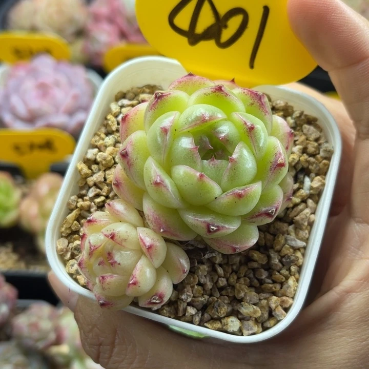 菠萝蜜麦秆双头401