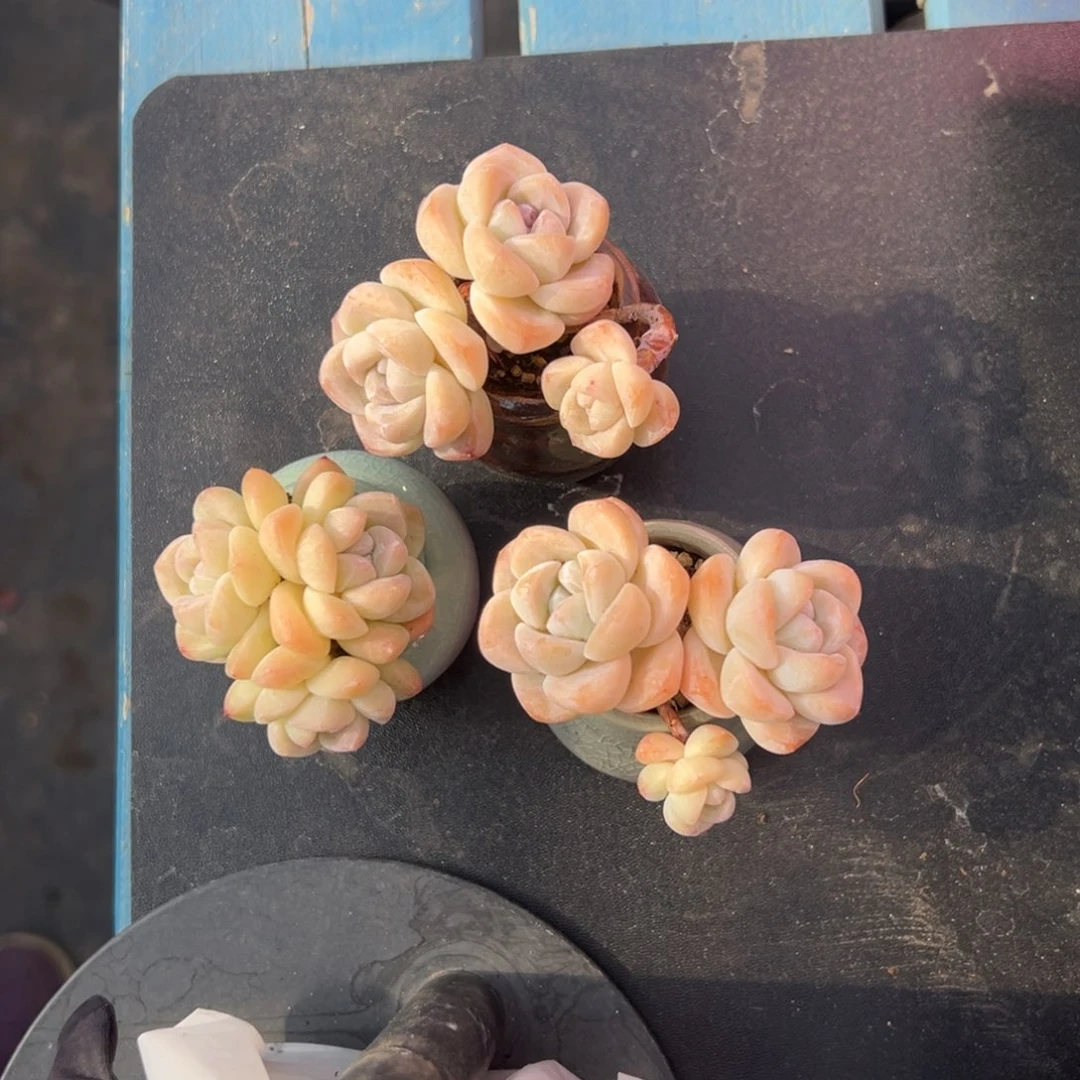 三个双头冰玉带盆000000000