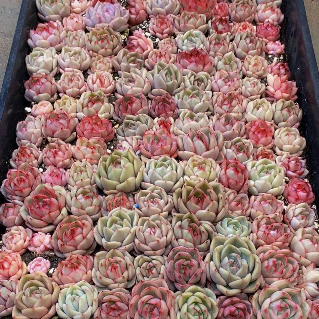 过****》734多人在一起的时候我