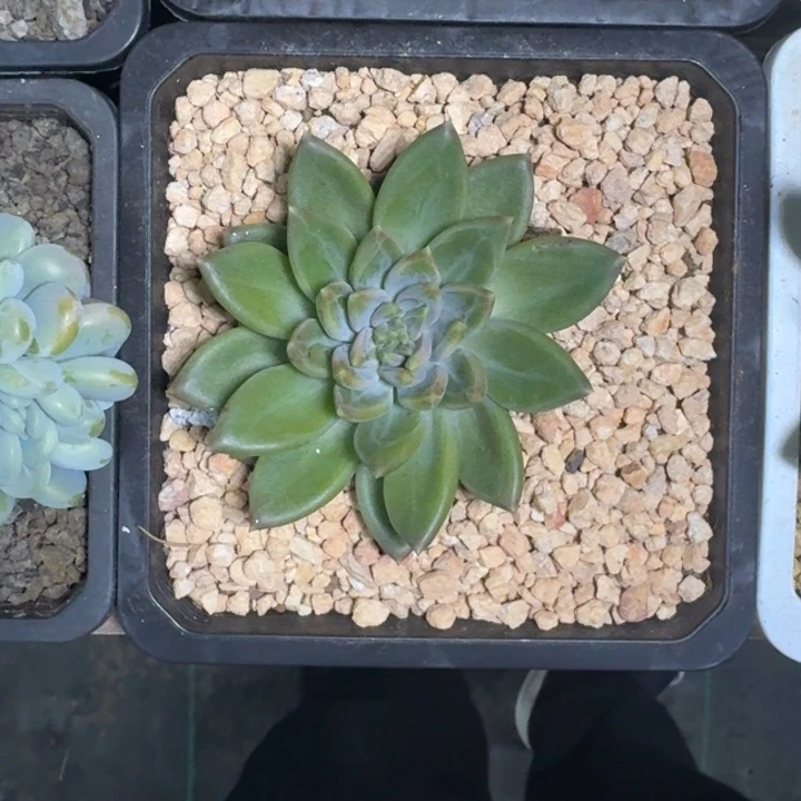 黄牵手 单头 一物一拍