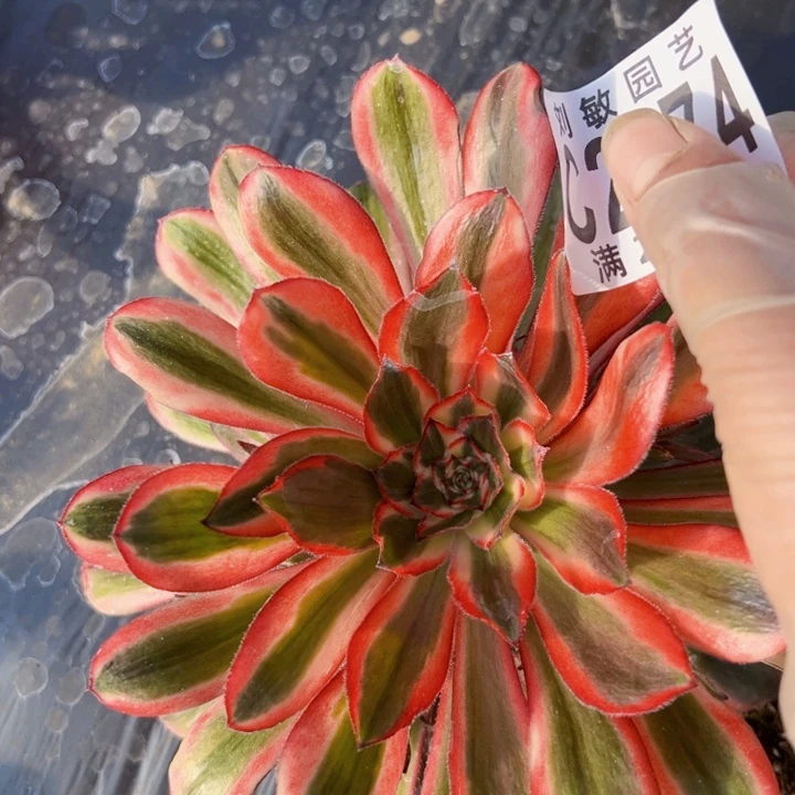 桃*蹊2274多肉植物法师法师法师