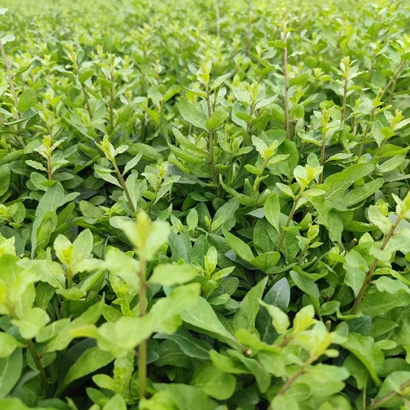 枸杞尖种子盆栽地栽食用蔬菜枸杞叶自采嫩芽枸杞头