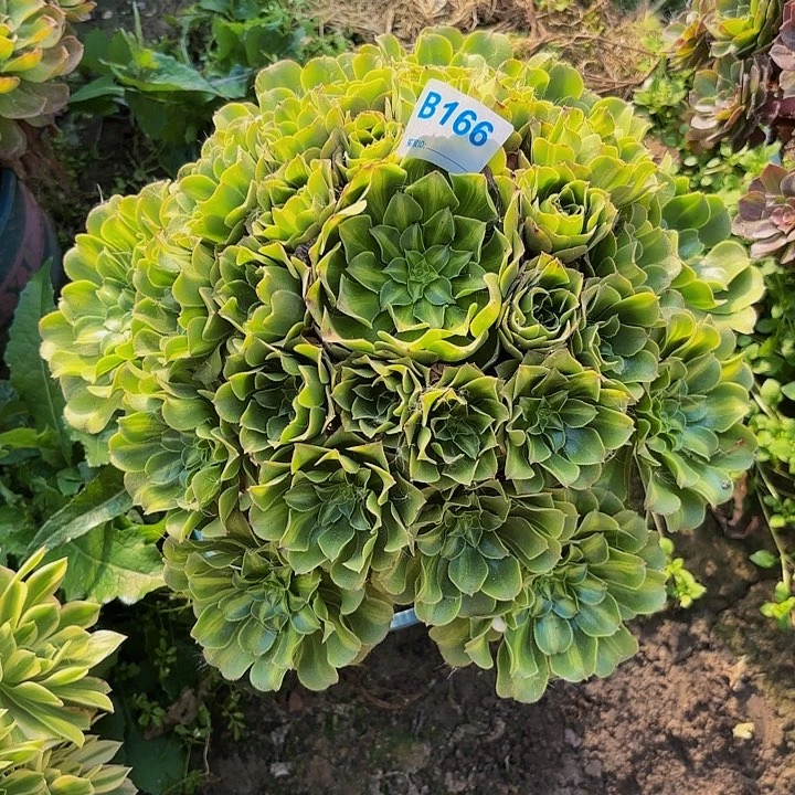 翡翠琉璃8-22-166偏远不包邮