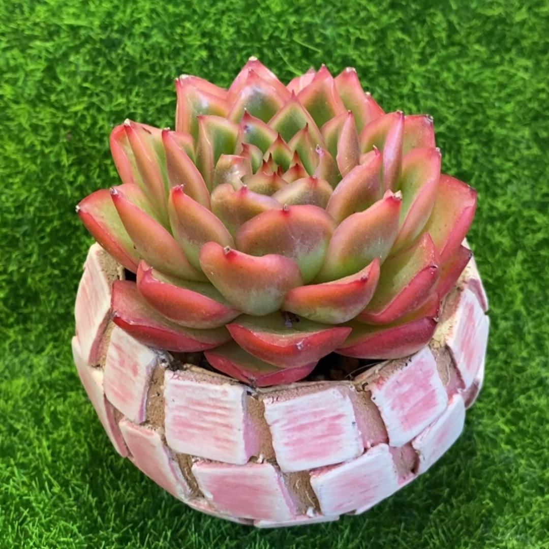 带盆带土发货，一物一拍