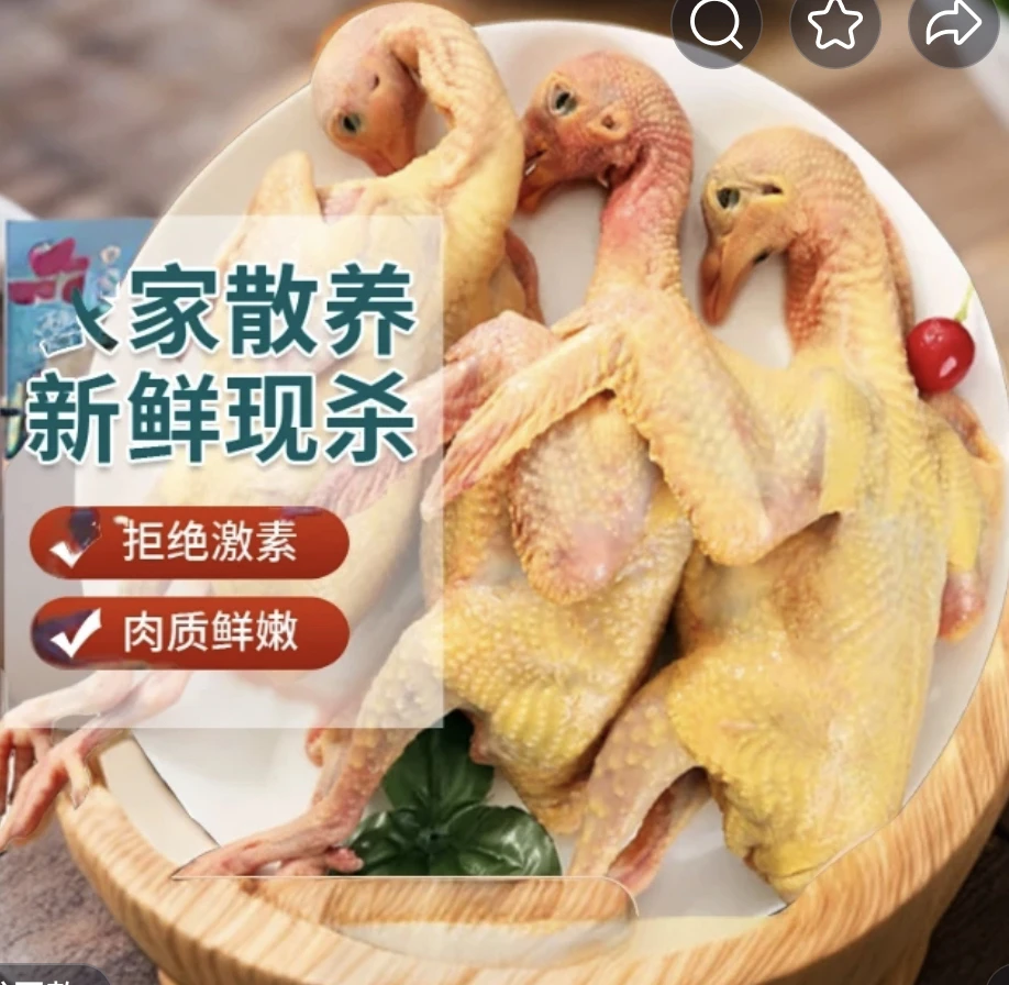 元宝圆环大体鸽子鲜活健康炖汤