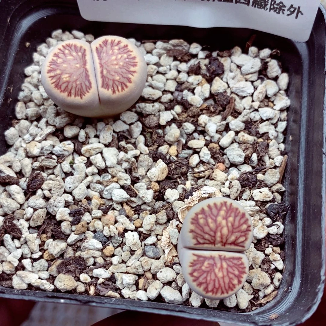 4871。