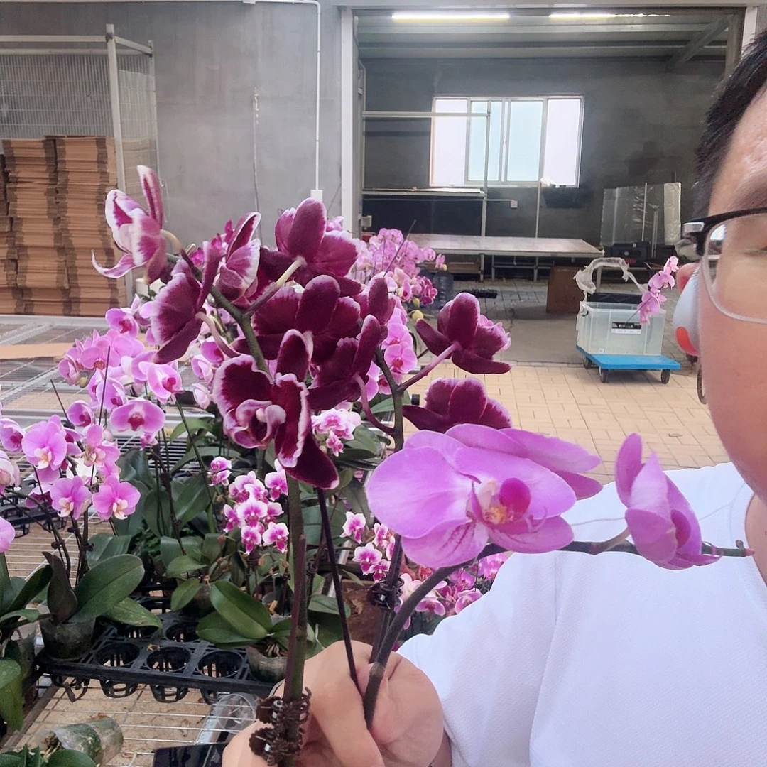 完全开放016拉丁宾友苗子