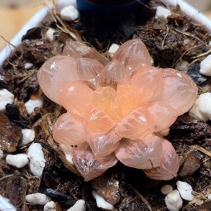 883绯桃锦一物一拍