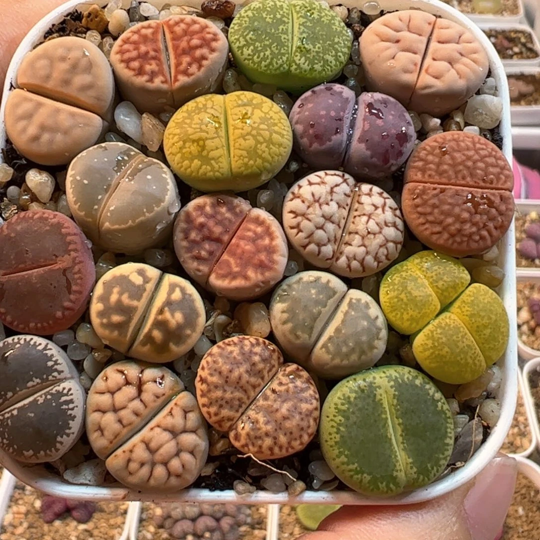 编号母本组合多肉植物百科