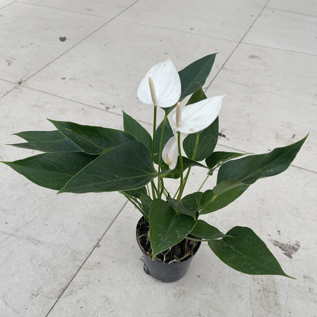 白掌粉掌花卉绿植盆栽室内四季开花