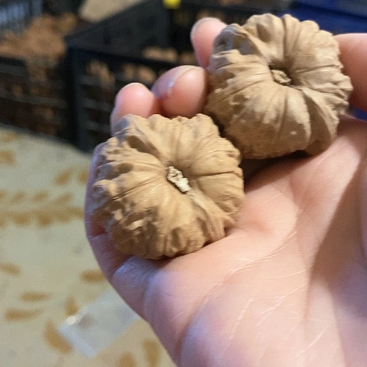 核桃手串/手链南瓜