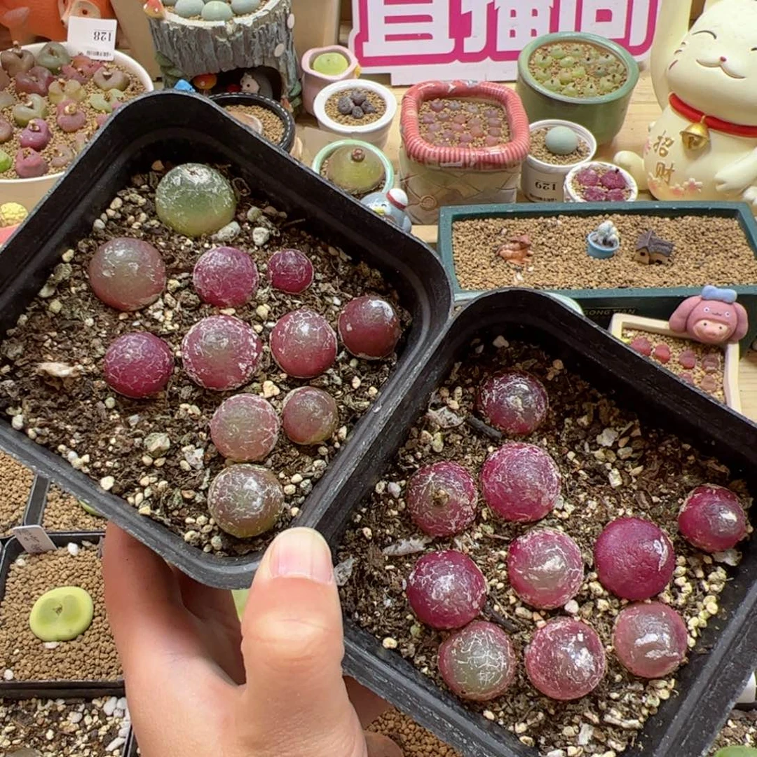 【闪购商品】234 年终福利