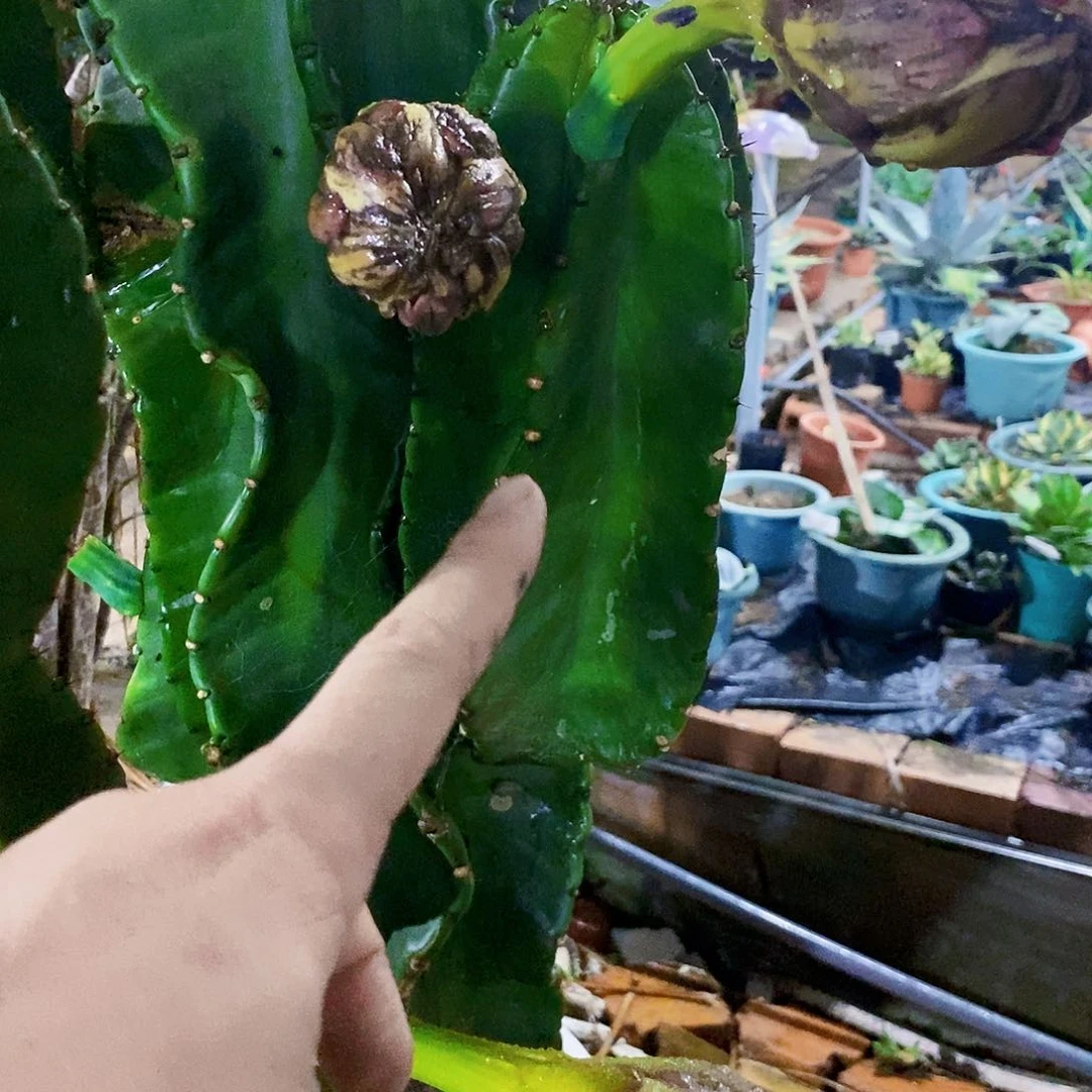 无花朵苹果侧芽高20公分以上