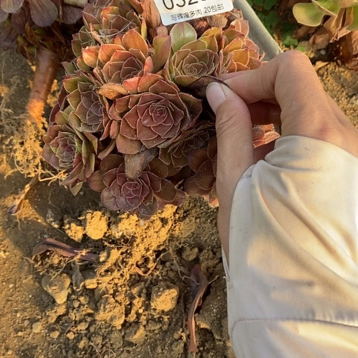 03298花月夜多肉植物