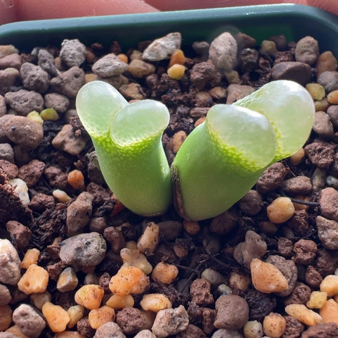 1152优选大眼泡泡4.5年双头母本白玻璃窗