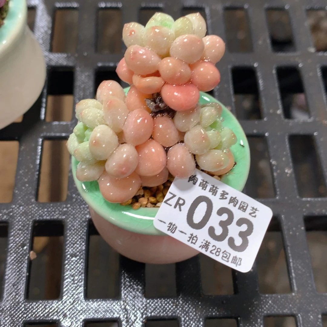 肉萌萌拇指盆精控多肉ZR033