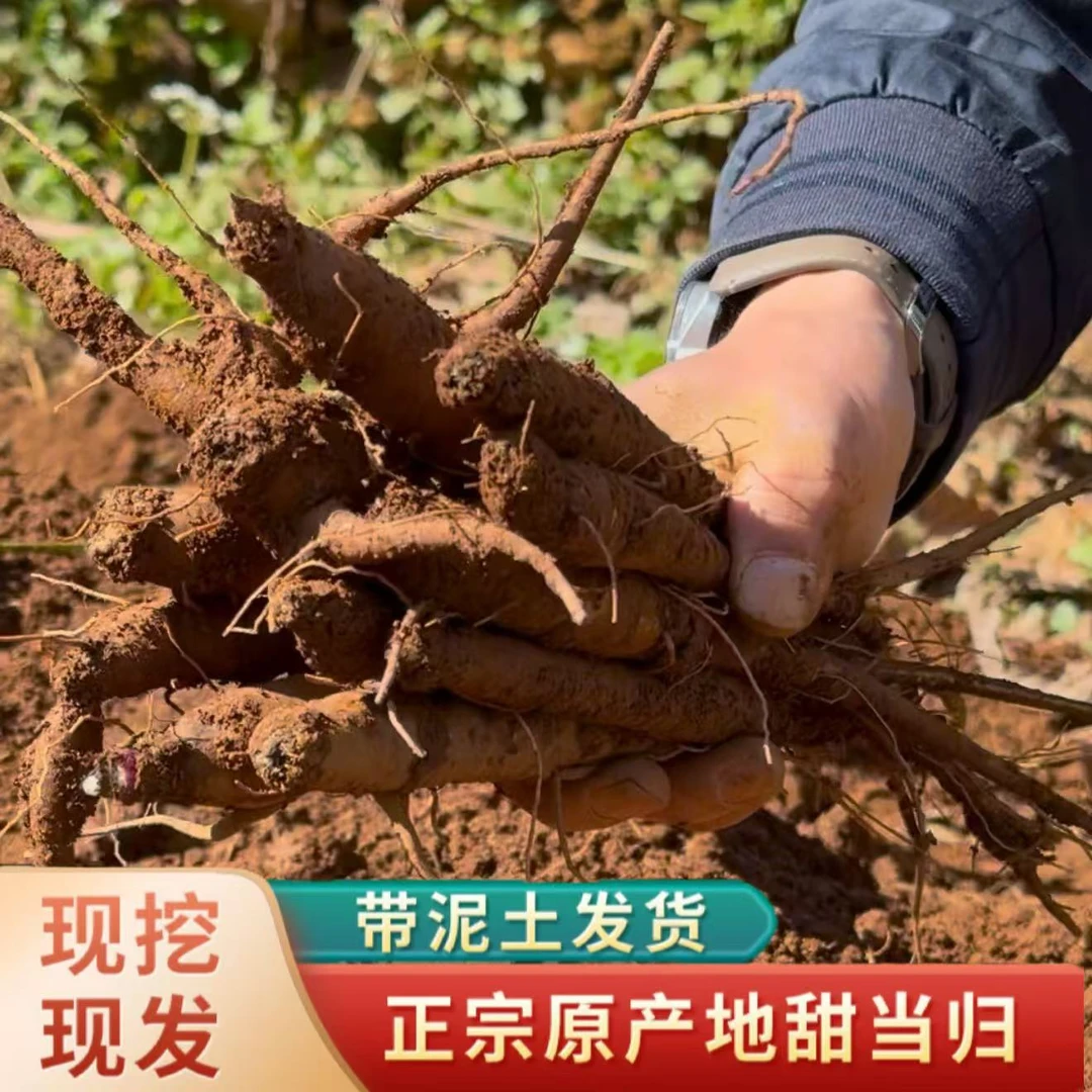 正宗大凉山甜当归自家种新鲜深山现挖 蔬菜西归 煲汤食材整根包邮