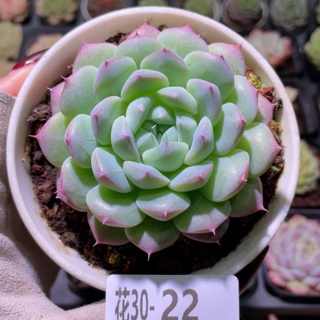 花利美30-22白桃汽水