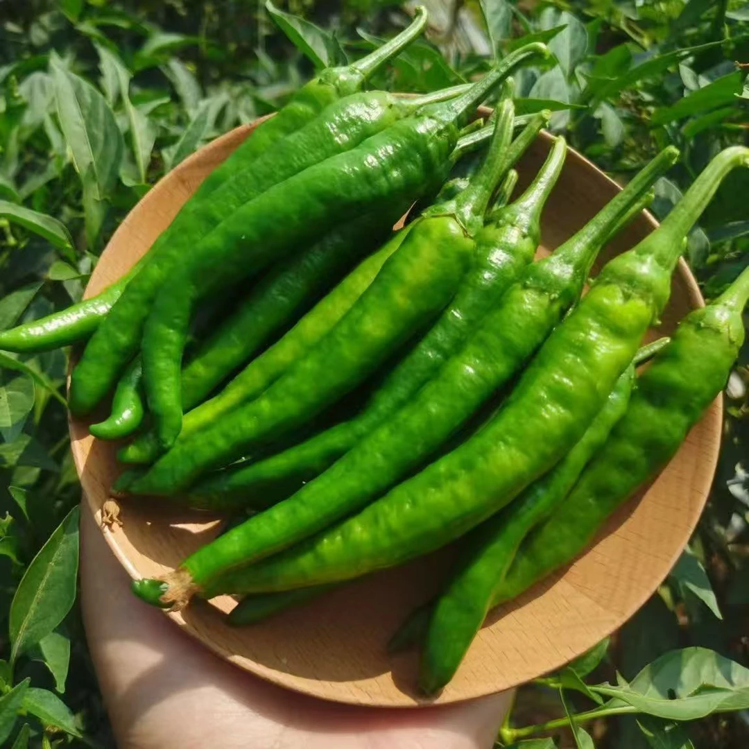 辣椒之乡湘研55号中辣辣椒新鲜青椒牛角椒薄皮香辣农家自种蔬菜